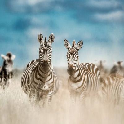  Dynaver GS ZEBRA-Sans cadre-30 