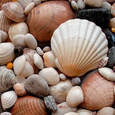  Dynaver GS SHELLS-Sans cadre-3 