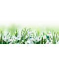  Dynaver GS SNOWDROPS-Sans cadr 
