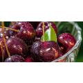  Dynaver GS CHERRIES-Sans cadre 