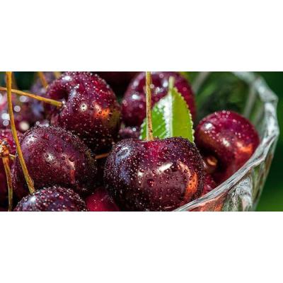  Dynaver GS CHERRIES-Sans cadre 