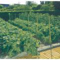  TRELLINET - FILET A� RAMER 2X5 