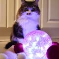  D�co  Boule H�lios Rose D:15 