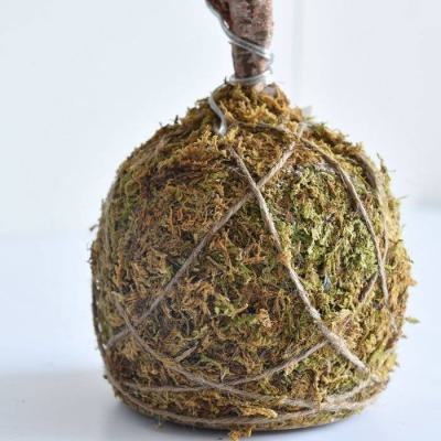  Arbre lum. Sapin Coco BC 