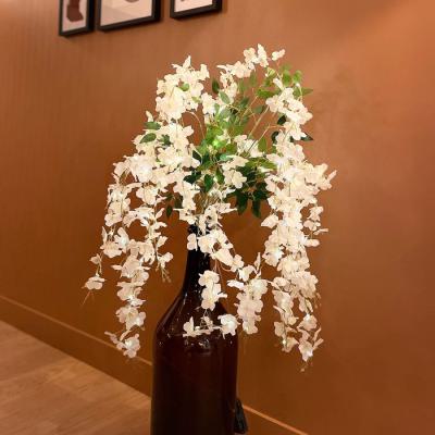  Branche Glycine L:0,6M BC 