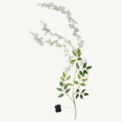  Branche Glycine L:0,6M BC 